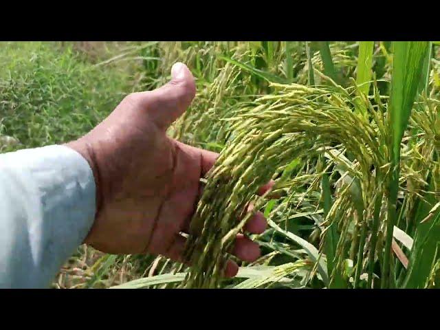 A New Variety Pusa Basmati 1847  per acre yield 100 mun ||High Yield Varieties of Rice in the World