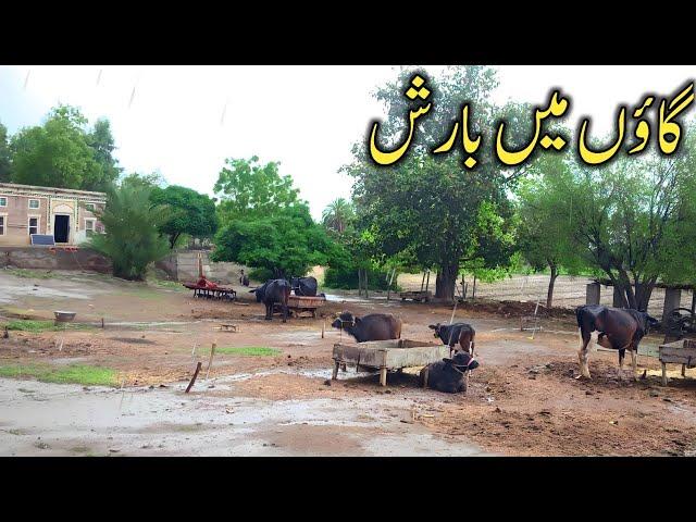 Rain in Village Punjab Pakistan | Happy Rainy Day | Village Life