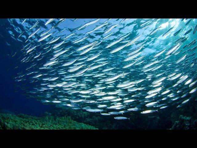 Smaller Forage Fish Should Stay Fish Food, Say Experts