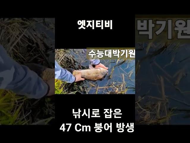 대물 붕어 방생 / 낚시로 잡은 47cm 붕어