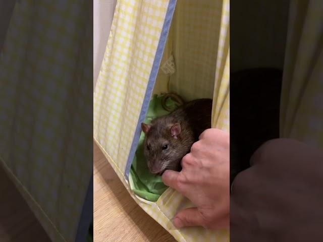 Уютный дом для крыс  #ratslife #rat #крысы #животные #animals