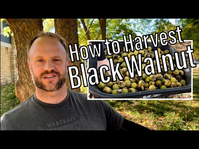 How to Harvest and Process Black Walnut (don’t wash them!)