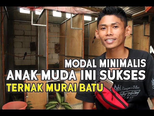 TIPS SUKSES TERNAK MURAI BATU MODAL MINIMALIS - VHENDY ABN BF