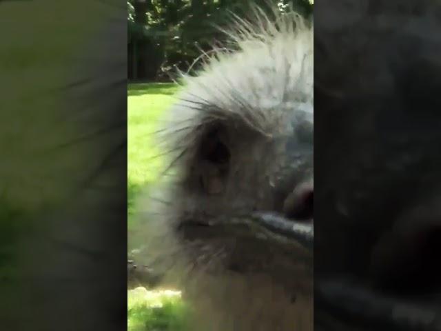 Emu Gets Too Close #shorts
