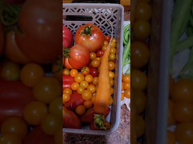 7-29-21 Harvest  Green beans & Tomatoes 