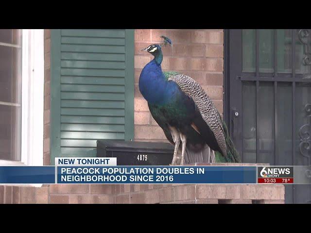 South Omaha neighborhood experiencing "peacock problem"