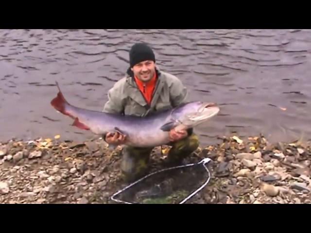 Taimen fishing Russia