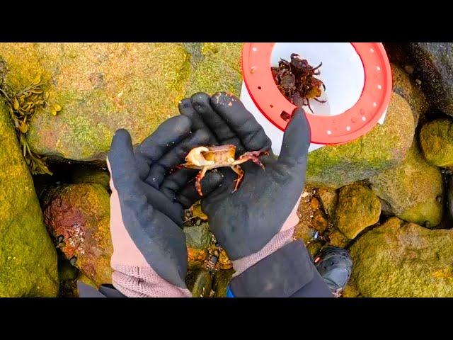 Flipping Rocks To Find Asian Crabs! Harvesting My Own Fishing Bait