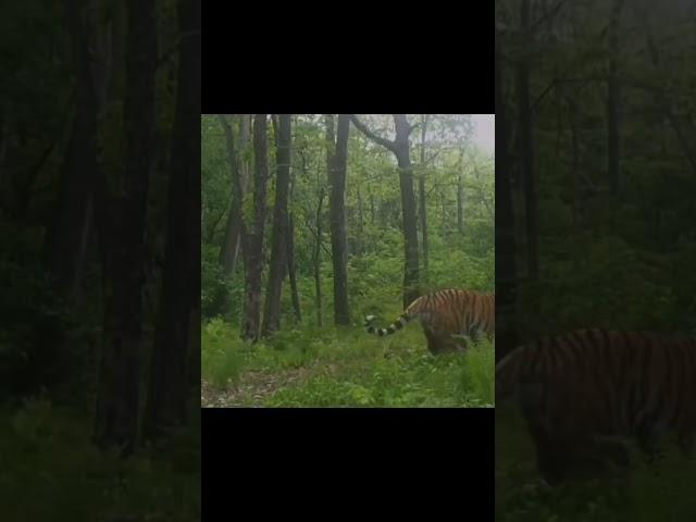 Huge male siberian tiger and Ussuri brown bear #animals #wildlife #tiger #amurtiger #bear