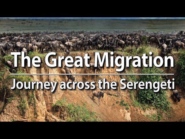 The Great Migration - Journey across the Serengeti