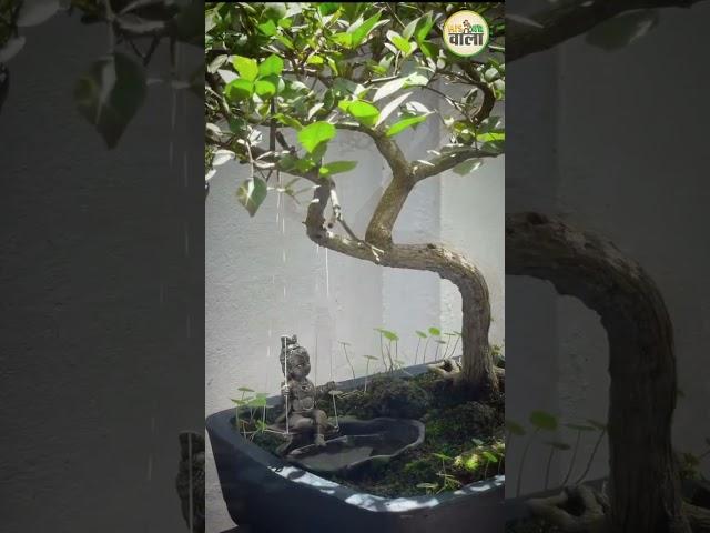 Beautiful Krishna Garden II  Bonsai art II  Gardening