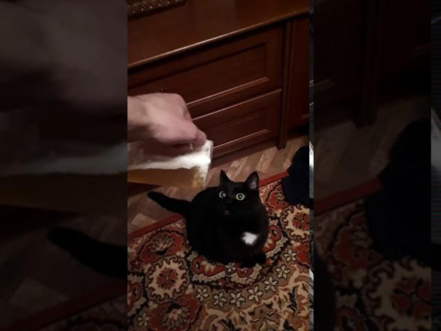 Кота облили пивом