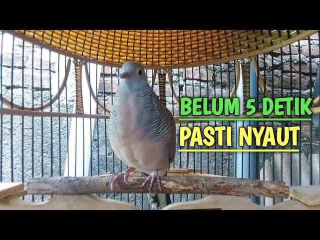 perkutut lokal gacor SATU INI AHLINYA bikin burung perkutut gacor NYAUT SEKETIKA