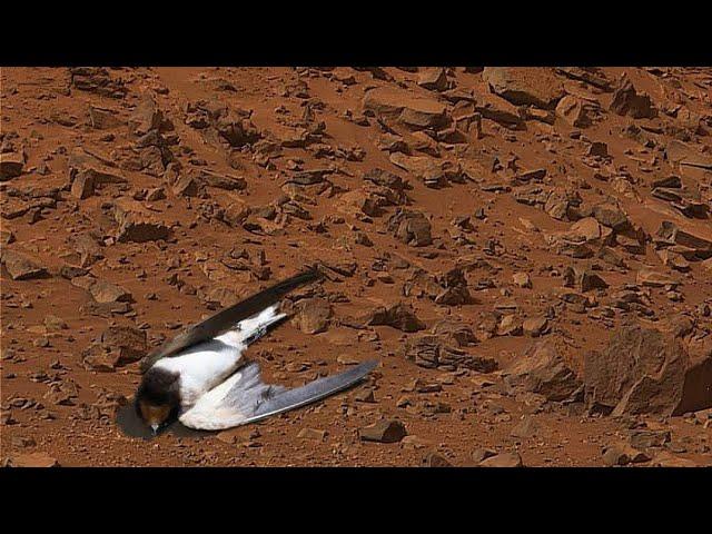 Incredible Video Footages of Mars || Rover Recently Uploaded Stunning Video || Mars News today