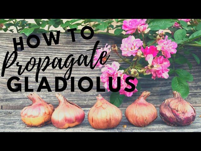 How To Propagate Gladiolus Easy tips & Gladiolus Updates