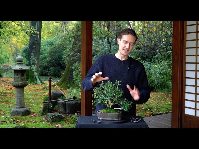 Making a Buxus Bonsai - Part II