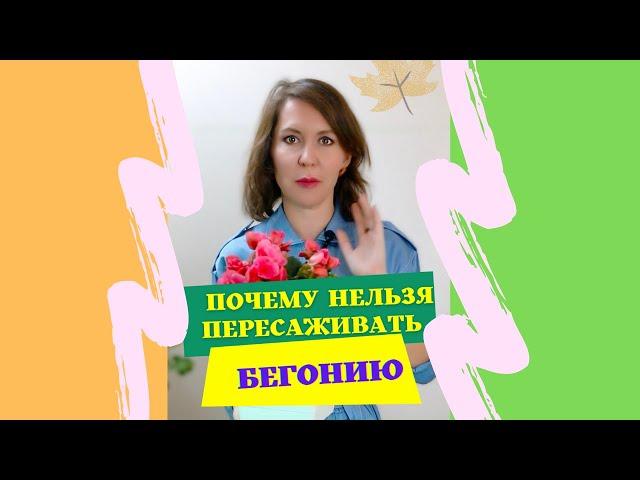 Почему нельзя пересаживать  бегонию