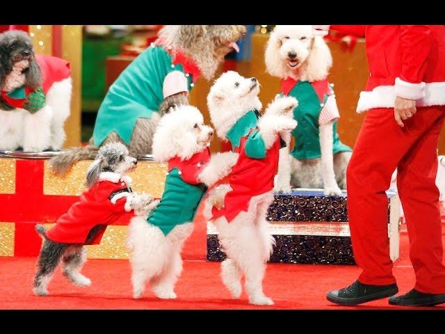 THE MOST TALENTED DOGS IN THE WORLD!! | America's Got Talent Holiday Show 2016