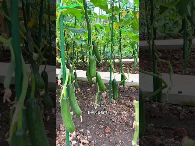 可多年重复使用的包塑钢管爬藤架，美观防滑结实耐用#爬藤架 #种植小技巧 #蔬菜种植