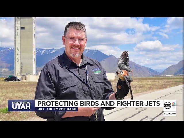 Hill Air Force Base Safely Captures, Relocates Predatory Birds To Prevent Collisions