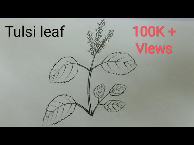 How to draw Tulsi leaf(Holy Basil) step by step@Vel's Art Classes...