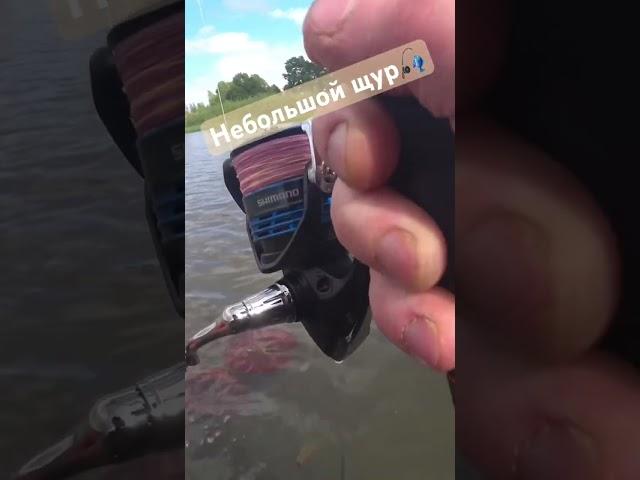 Небольшой Щур #fishing #беларусь #рыбалка #отдых #спининг #рыбалка_з_сябрамі