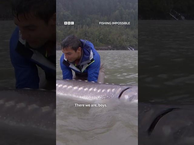 Catching a GIANT sturgeon  #FishingImpossible #Adventure #Shorts