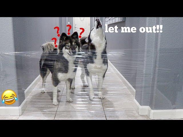 My Huskies React to the Invisible Challenge!