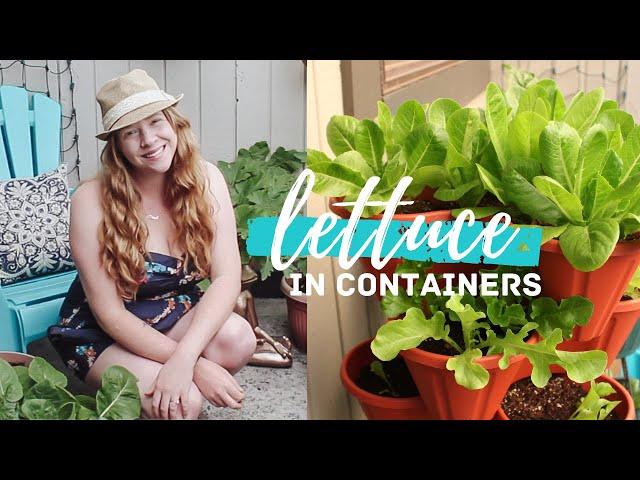 Growing in a Stackable Planter | Lettuce in Containers | Vertical Gardening in Small Spaces