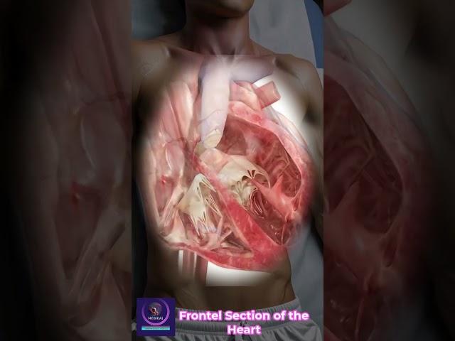 Heart in Motion: A Closer Look at Cardiac Dynamics
