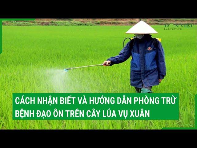 Cách nhận biết và hướng dẫn phòng trừ bệnh đạo ôn trên cây lúa vụ Xuân