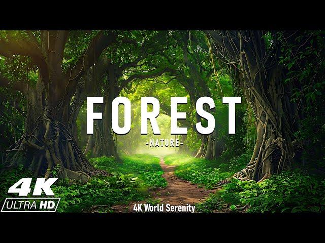 Forest 4K • Nature World Serenity • Peaceful Relaxing Music • 4k Video UltraHD