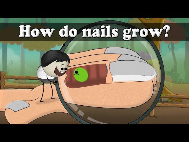 How do nails grow? | #aumsum #kids #science #education #children