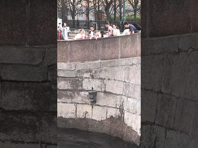 Чижик-Пыжик.(Санкт-Петербург)
