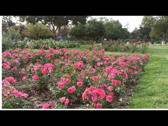 Rose Garden Chandigarh | Zakir Hussain Garden | Asia largest Rose Garden in India | Types of Rose.