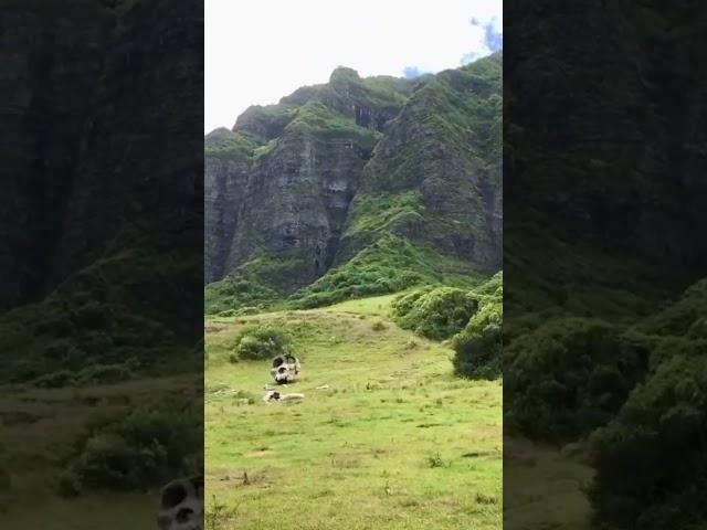 Giant Strange Creatures Sighted in HAWAII  @kualoahi | OAHU #kong #oahu #hawaii