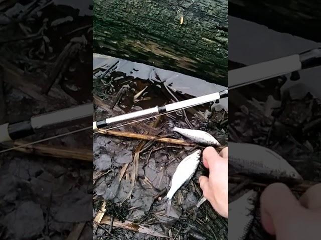 зимняя рыбалка на донные снасти, плотва, winter fishing,