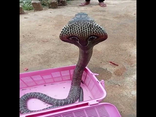 King Cobra #jaimahakal