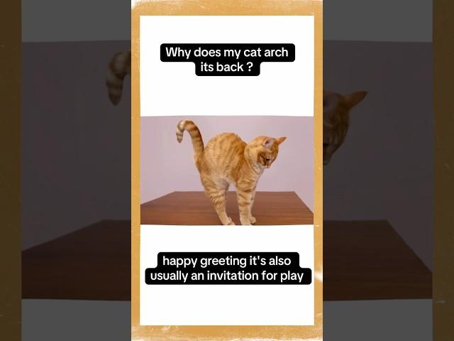 Why does my cat arch its back ? #cat #catsfacts #yourcat #catsshorts #youtubeshorts #pets #catslove