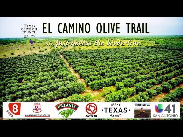 El Camino de Olivos … a través de la frontera Texas y México con conexión histórica con España