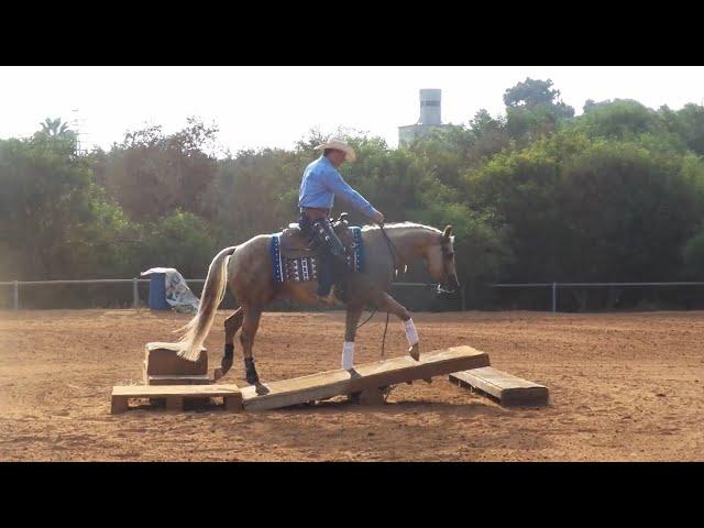 Australian Extreme Cowgirls Virtual Show Round 2 - Int. Over 18 - Ashir Kol & Rooster Like a Diamond