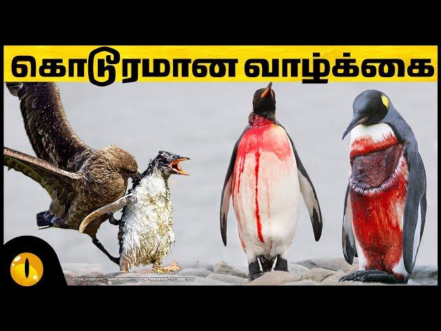 பென்குயின்களின் கொடூரமான வாழ்க்கை | Difficult Lives of Penguins | Animaltube Tamil