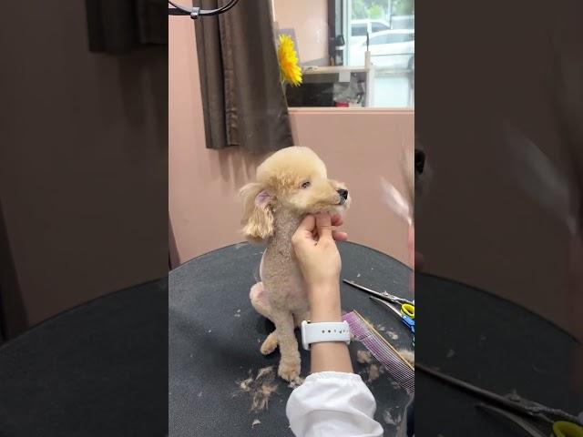 SHIHPOO PUPPY FACE CUTTING AND STYLING  #dog #cute #care #grooming #styling #love