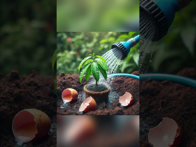 Easy and fast method to grow and plant mango fruit trees with watermelon stimulation. #gardening