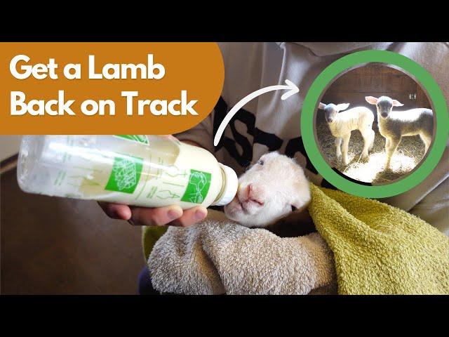 How We Got This Weak Lamb Back On Track (How to Care for a Weak Lamb)