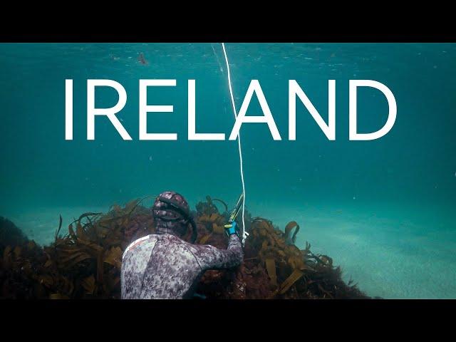 Spearfishing In IRELAND Cinematic Underwater Video