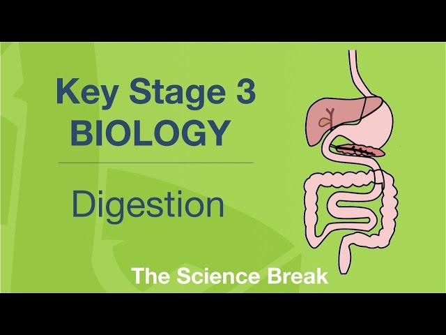 Key Stage 3 Science (Biology) - Digestion