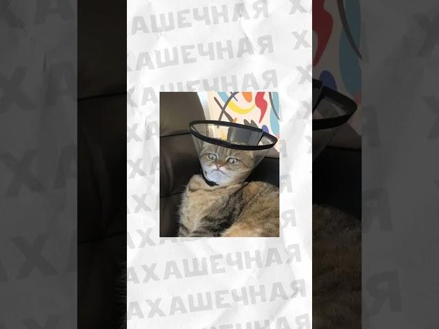 Мемы и мемы #приколы #мемы #мем #лютыеприколы #школа #троллинг #хахашечная