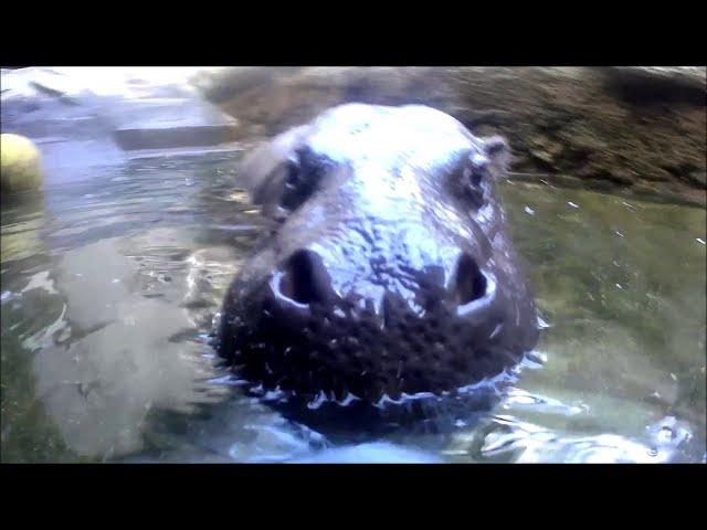 Unterwasseraufnahmen von den Zwergflusspferden im Tierpark Chemnitz