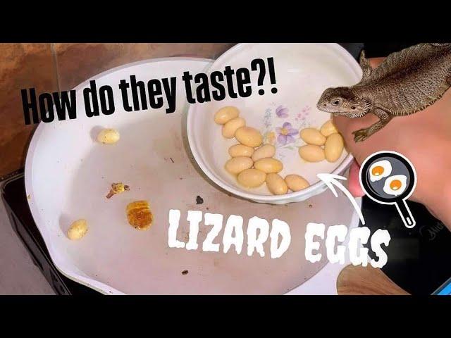 i COOKED and ATE my LIZARD’s EGGS !!! ~ What do they taste like???